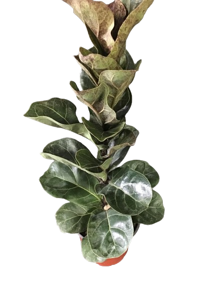 Plante d'intérieur "Ficus Lyrata bambino"