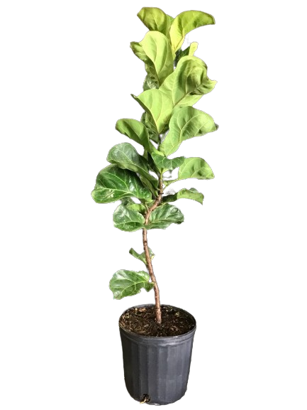 Plante d'intérieur "Ficus Lyrata bambino"