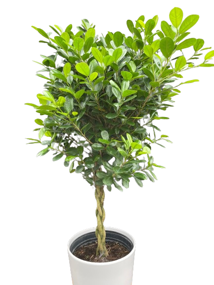 Plante d'intérieur "Ficus Moclame"