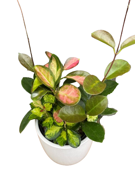 Plante d'intérieur "Hoya Australis Tricolor"