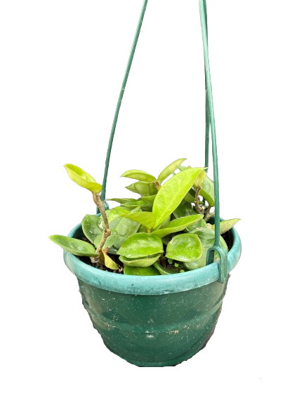Plante d'intérieur "Hoya pubicalyx hoop"