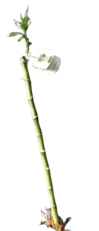 Plante d'intérieur "Tige de Bamboo"