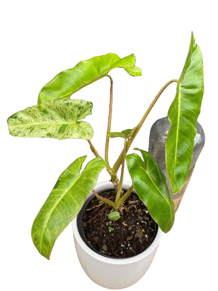 Plante d'intérieur "Philodendron Paraiso Verde"