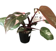 Plante d'intérieur "Philodendron Pink Princess"