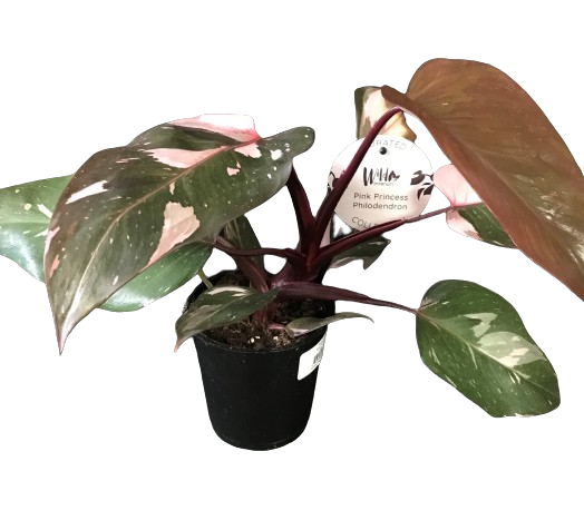 Plante d'intérieur "Philodendron Pink Princess"