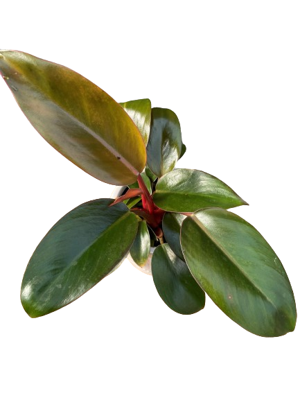 Plante d'intérieur "Philodendron Red Congo"
