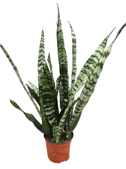 Plante d'intérieur "Sanseveria Zeylanica"