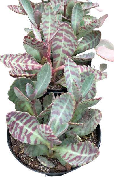 Plante d'intérieur "Succulente tigrée"