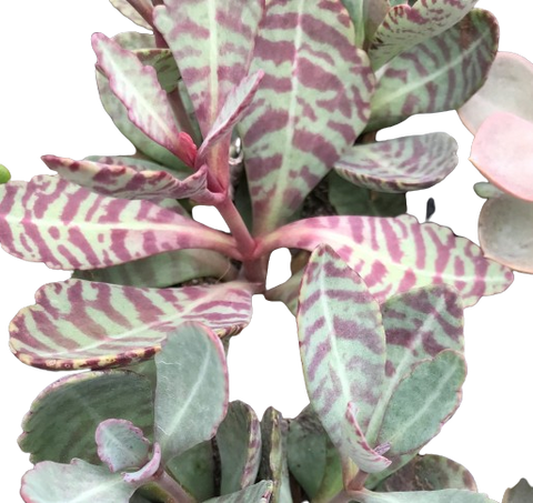 Plante d'intérieur "Succulente tigrée"