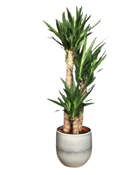 Plante d'intérieur "Yucca Cane" sur tige