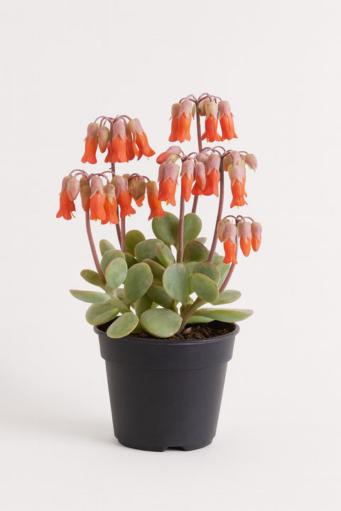 Plante d'intérieur "Kalanchoe Marnieriana"