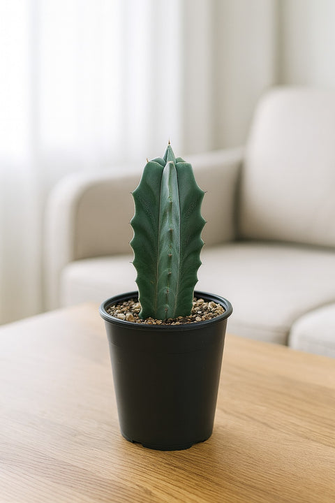 Plante d'intérieur "Lemaireocereus Pruinosus"