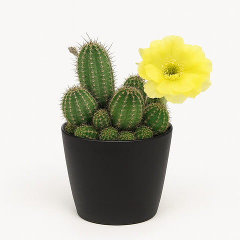 Plante d'intérieur "Lobivia shaferi"