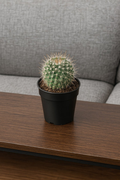 Plante d'intérieur "Mammillaria Nejapensis"