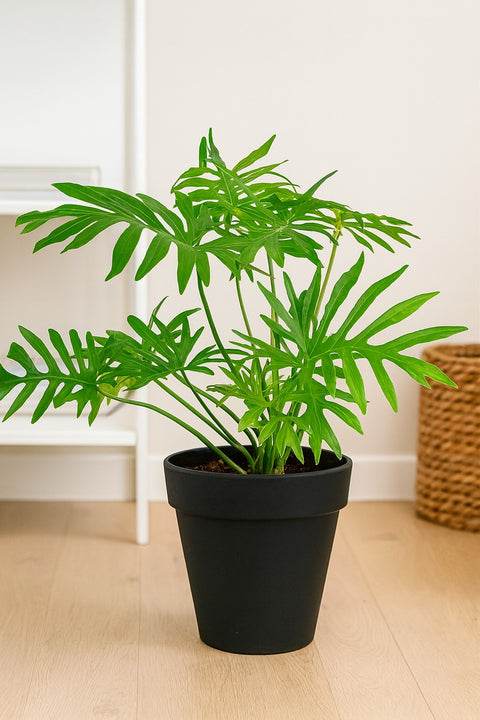 Plante d'intérieur "Philodendron Mayoi"