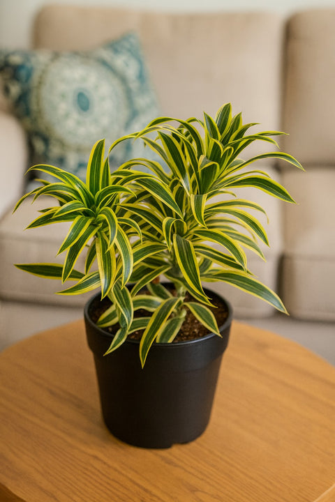 Plante d'intérieur "Dracaena reflexa Song of India"