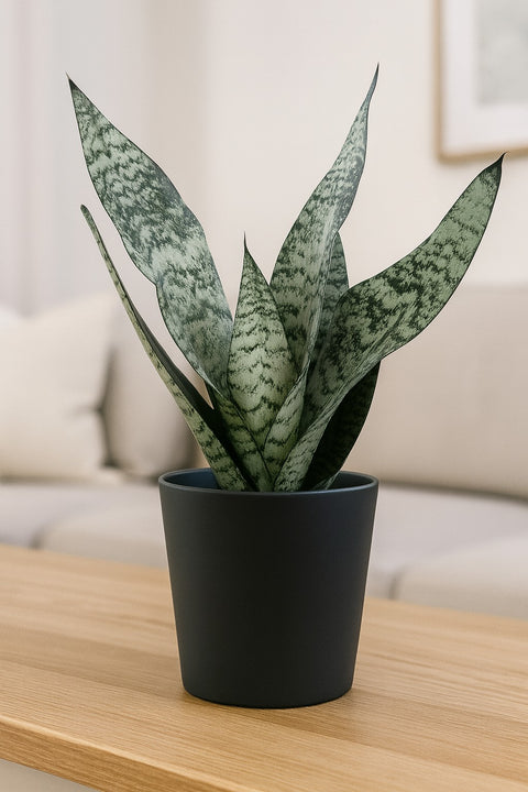 Plante d'intérieur "Sansevieria Robusta"