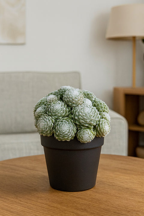 Plante d'intérieur "Sempervivum Arctic White"