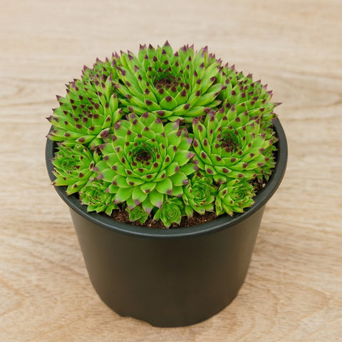 Plante d'intérieur "Sempervivum Emerald Swirl"