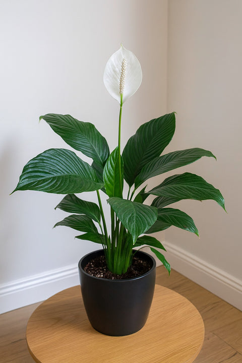 Plante d'intérieur "Spathiphyllum Maracay"
