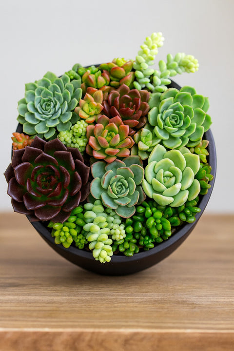 Plante d'intérieur "Mix de plantes succulentes"