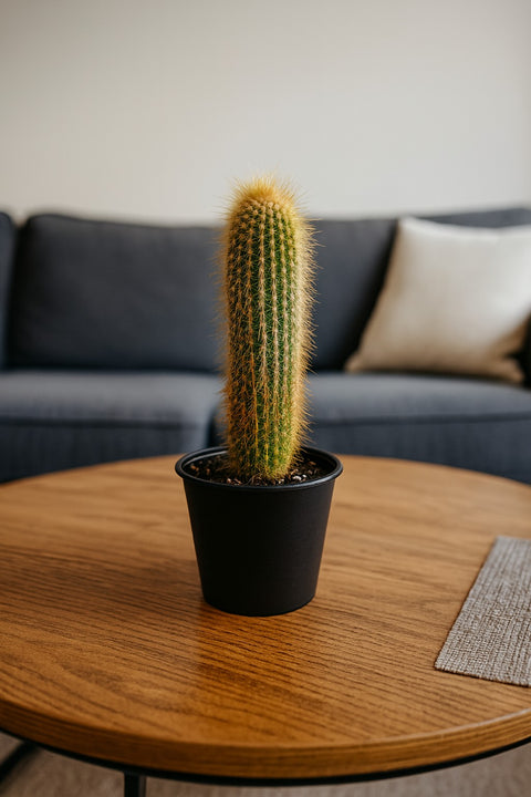 Plante d'intérieur "Vatricania Guentheri"