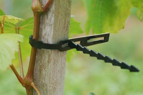 Attaches noires Plastoband pour tuteur