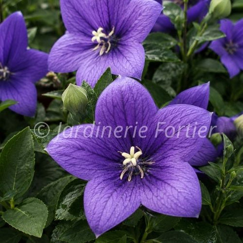 Platycodon "Pop Star Blue"