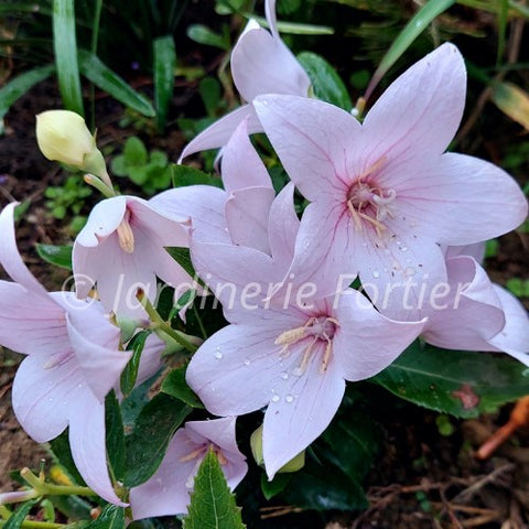 Platycodon "Pop Star Pink"
