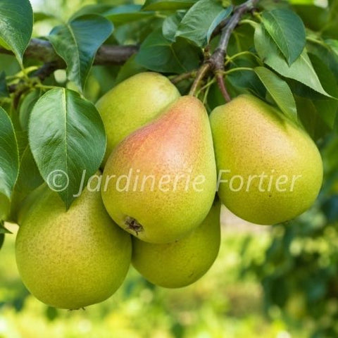 Poirier "Summercrisp"