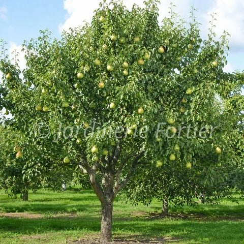 Poirier "Summercrisp"