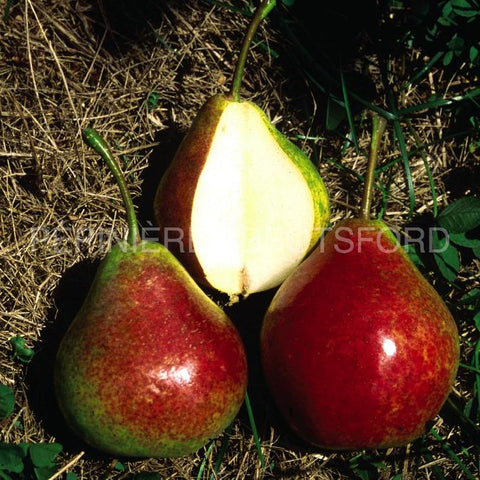 Poirier "Summercrisp"
