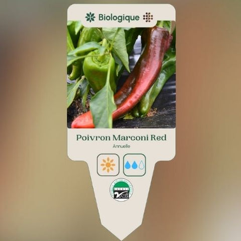 Plant de "Poivron Marconi red" – Écoumène