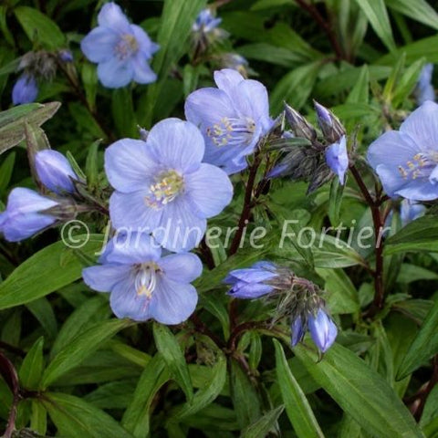 Polemonium "Heaven Scent"