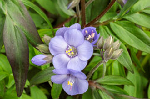 Polemonium "Heaven Scent"