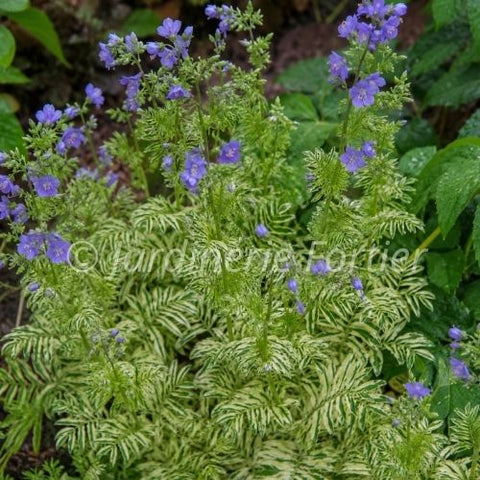 Polémoine caeruleum "Brise D'Anjou"