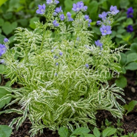 Polémoine caeruleum "Brise D'Anjou"