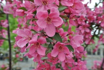 Pommetier "Adams"
