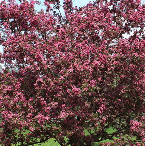 Pommetier "Purple Spire"