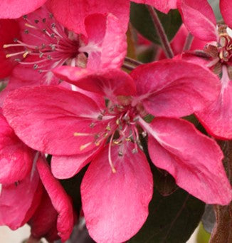 Pommetier "Red Baron"