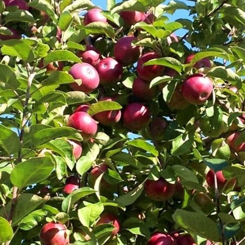 Taille de fruitiers et variétés résistantes aux insectes