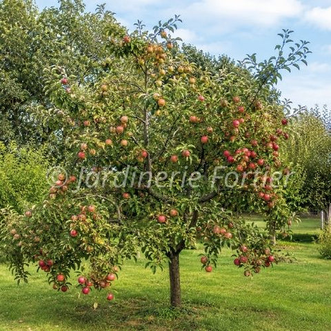 Pommier 3 dans 1