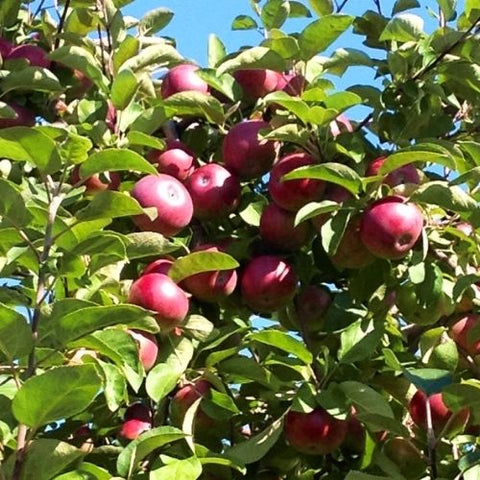 Pommier "McIntosh"