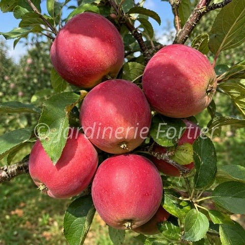 Pommier "Redfree"