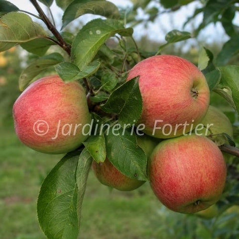 Pommier "Cortland"