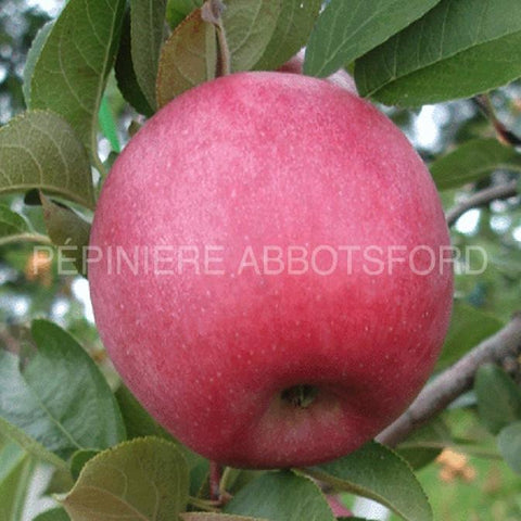 Pommier "Belmac"