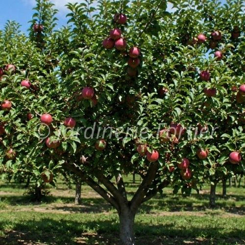 Pommier "Rouville"