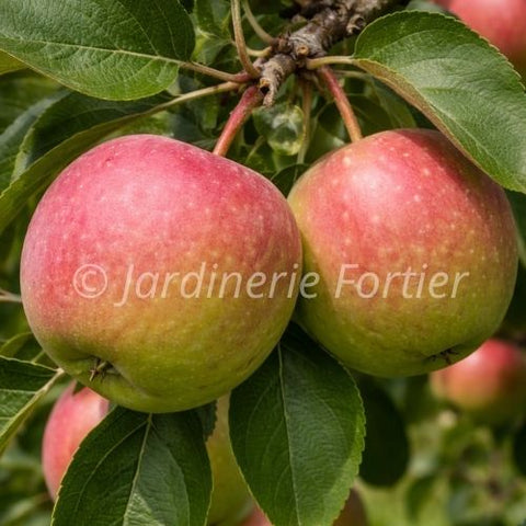 Pommier "Liberty"