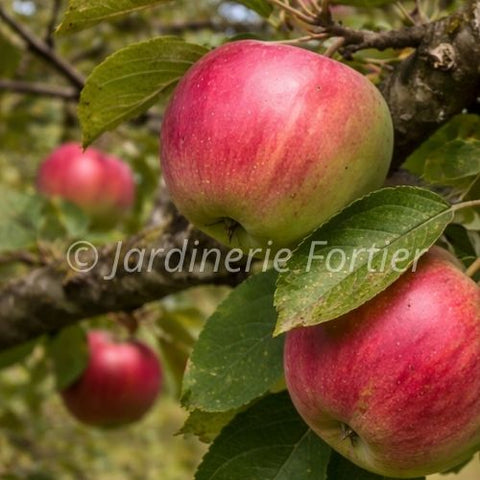 Pommier "McIntosh"