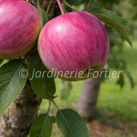 Pommier "Novamac"
